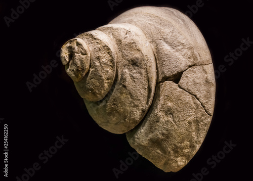 old fossil of a prehistoric water snail shell, pleurotomania a extinct specie, isolated on a black background photo