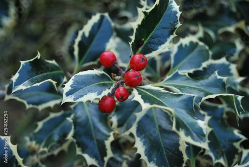 Stechpalme (Ilex) mit roten Beeren photo