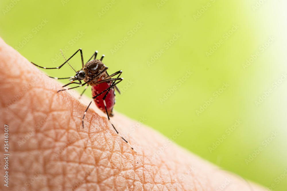 Aedes aegypti or yellow fever mosquito sucking blood on skin,Macro close up show markings on its legs and a marking in the form of a lyre on the upper surface of its thorax Aedes aegypti or yellow fever mosquito sucking blood on skin,Macro close up show markings on its legs and a marking in the form of a lyre on the upper surface of its thorax