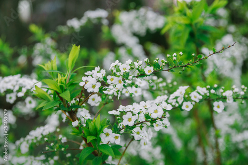Flowering tree. White flowers on a background of bright green leaves.