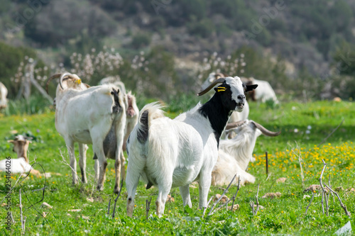 Herd of local white goats grazing in a meadow on a summer sunny day.