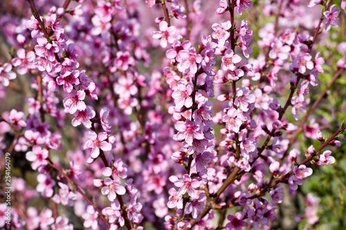 Blossoming peach tree branches, the background blurred. © darkfreya