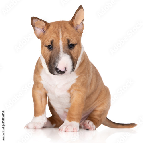 miniature bull terrier puppy sitting on white background