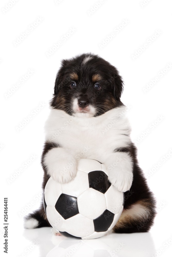 Fototapeta premium adorable puppy with a football ball posing on white background