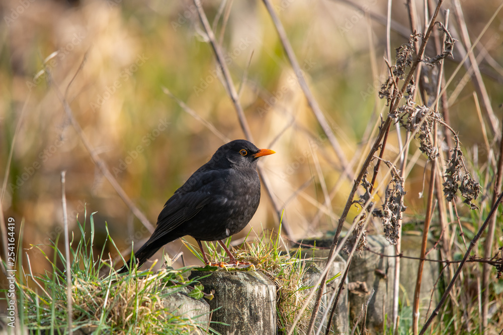 Common Blackbird by the river between branches Common Blackbird by the river between branches