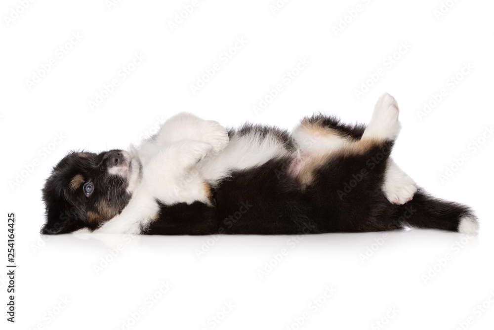 funny australian shepherd puppy lying down on his back funny australian shepherd puppy lying down on his back