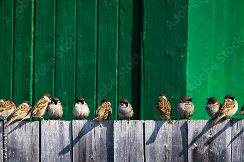a flock of sparrows basking on the fence in the spring sun
