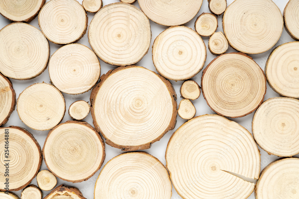 Pine tree cross-sections with annual rings on white background. Lumber piece close-up shot, top view. Pine tree cross-sections with annual rings on white background. Lumber piece close-up shot, top view.