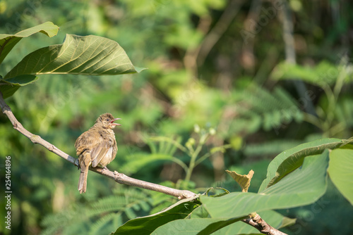 Bird (Streak-eared bulbul) on tree in nature wild photo