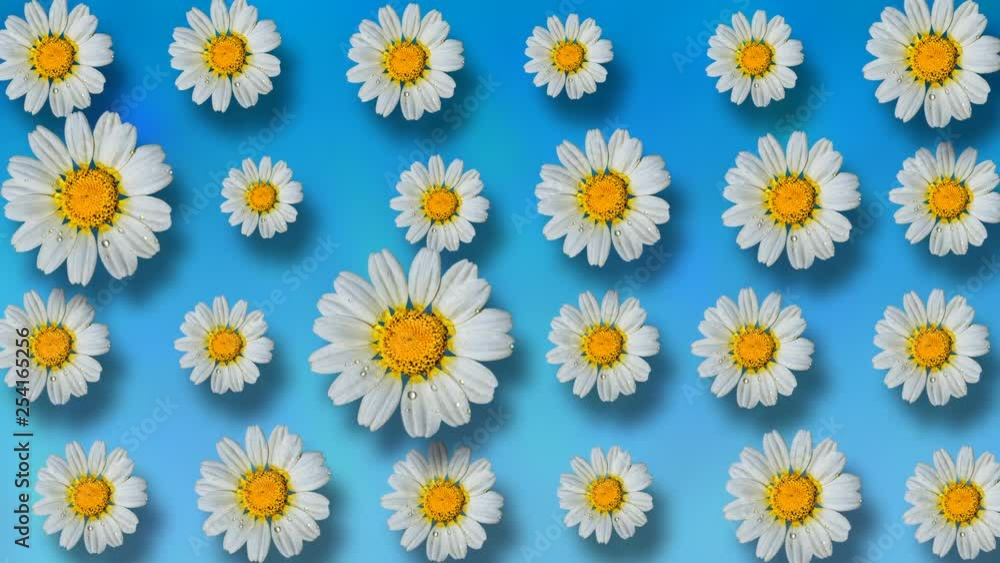 Floral pattern of white chamomile flowers on blue background. 4k video. Floral pattern of white chamomile flowers on blue background. 4k video.