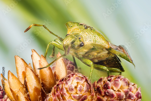 Juniper Shield Bug, Cyphostethus tristriatus  photo