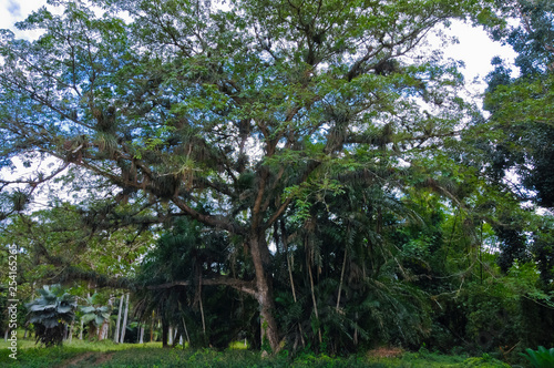 Botanischer Garten, Cienfuegos, Kuba