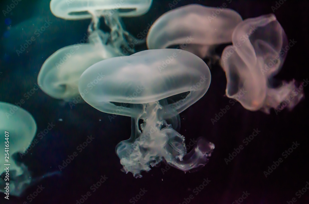 jellyfish in Aquarium jellyfish in Aquarium
