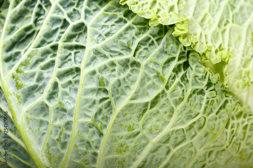 raw savoy cabbage