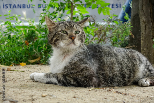 Photography ISTANBUL, TURKEY Street cat