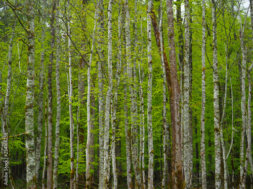 Birch forest in spring with bright green leaves - birch trunks