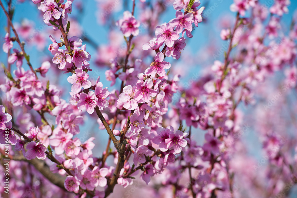 Blossoming peach tree branches, the background blurred.
