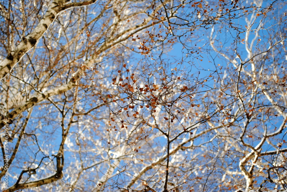Obraz premium a birch