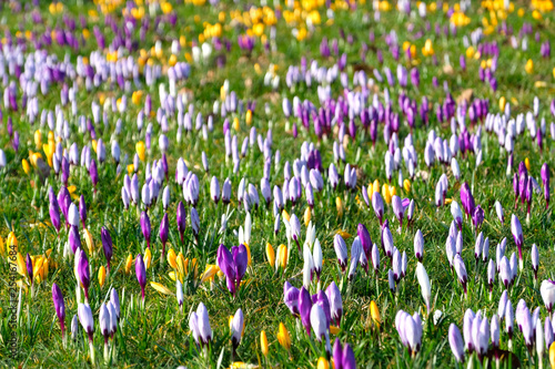 Selective focus of beautiful  blooming crocus flowers in a park. Delightful, deep purple, yellow, white and  delicate stripes brilliantly colours of Jeanne d'Arc, Romance, Grand maitre and Ard schenk 