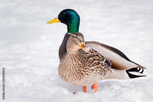 Male and Female Mallard Duck