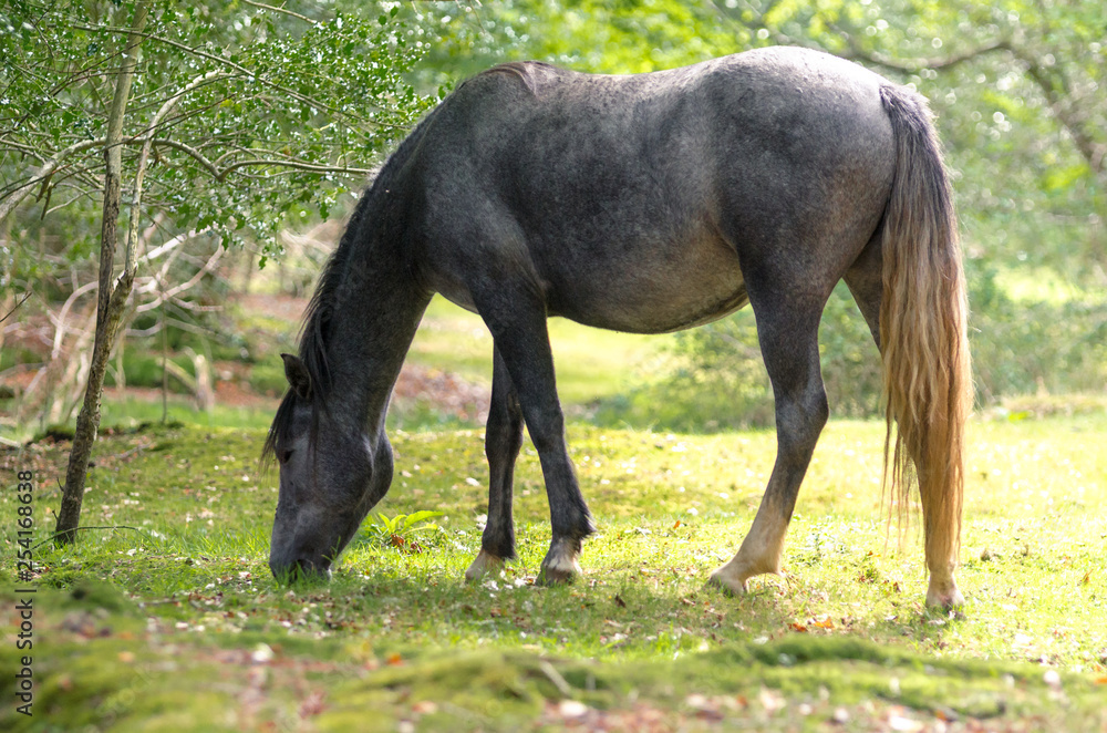 A portrait of a wild New Forest pony, one of the recognised mountain and moorland or native pony breeds of the British Isles. A portrait of a wild New Forest pony, one of the recognised mountain and moorland or native pony breeds of the British Isles.