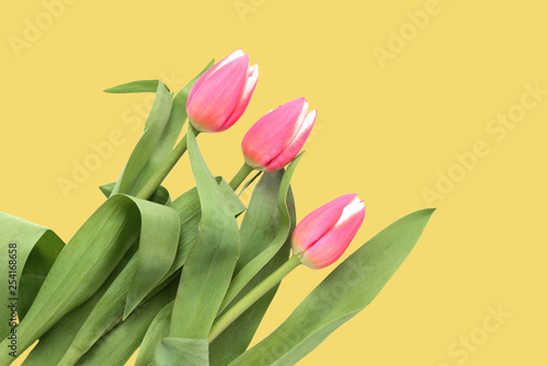 Beautiful pink tulips on a yellow background close up