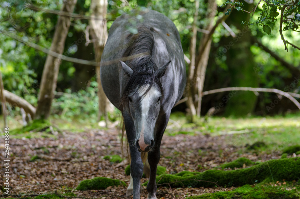 A portrait of a wild New Forest pony, one of the recognised mountain and moorland or native pony breeds of the British Isles. A portrait of a wild New Forest pony, one of the recognised mountain and moorland or native pony breeds of the British Isles.