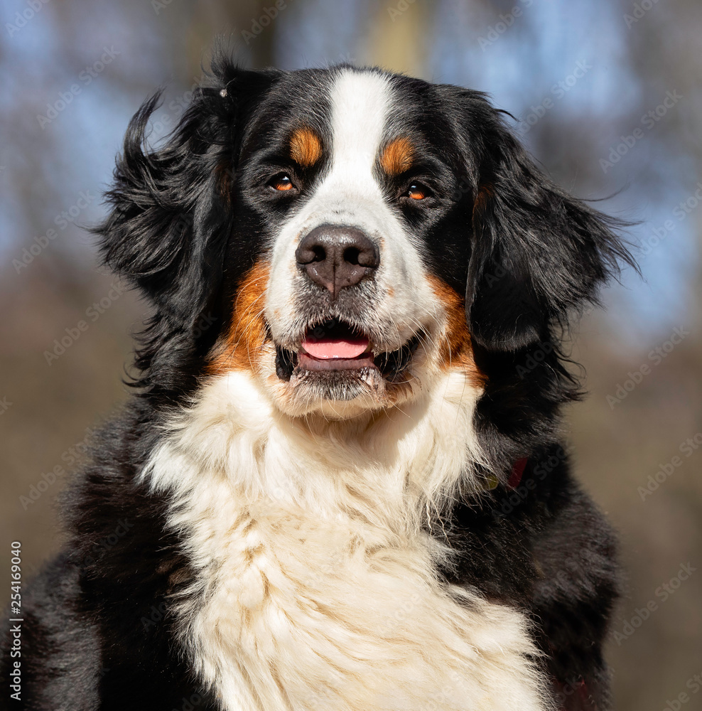 Portrait of a dog Portrait of a dog