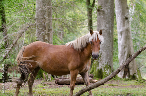 A portrait of a wild New Forest pony   one of the recognised mountain and moorland or native pony breeds of the British Isles.