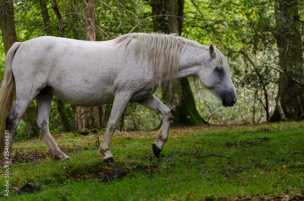 A portrait of a wild New Forest pony, one of the recognised mountain and moorland or native pony breeds of the British Isles. A portrait of a wild New Forest pony, one of the recognised mountain and moorland or native pony breeds of the British Isles.