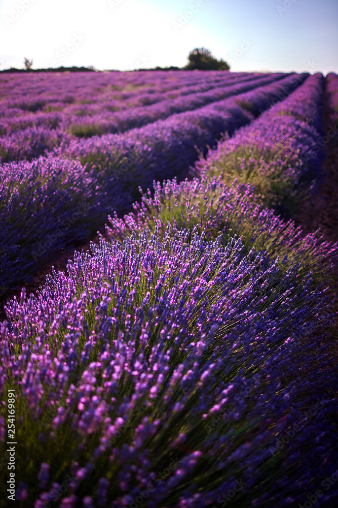 Field of blue lavender flowers (Provence, France)