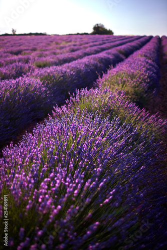 Field of blue lavender flowers  Provence  France 