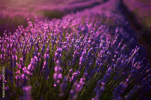 Lavender field, violet lavender flowers (Provence, France)
