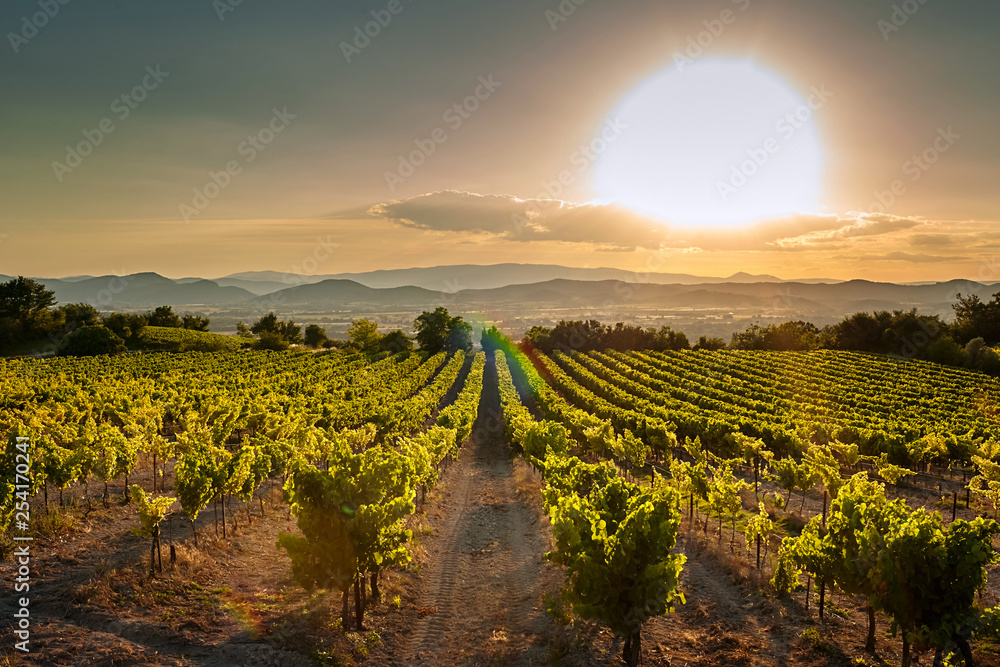 Φωτογραφία Vineyard at sunset