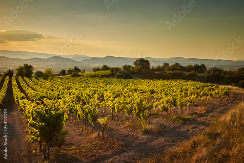 Vineyard at sunset. A plantation of grapevines. Hilly mediterranean landscape, south France, Europe photo