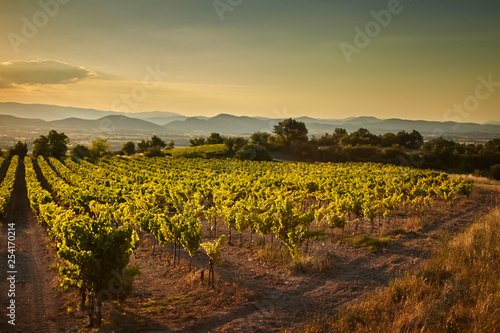 Fotografia Vineyard at sunset