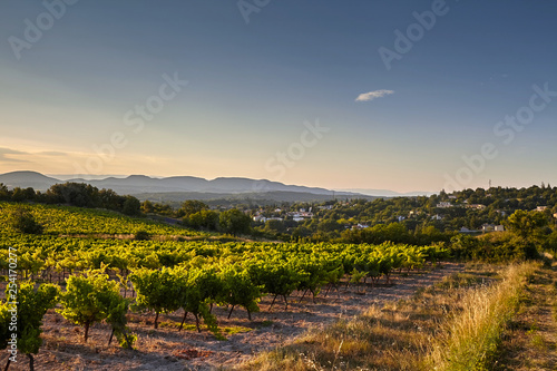 Vineyard at sunset. A plantation of grapevines. Hilly mediterranean landscape  south France  Europe