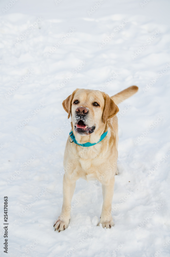 Labrador Retriever in the snow