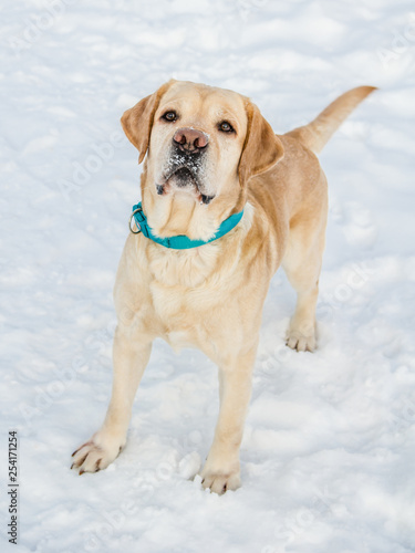 Labrador Retriever in the snow