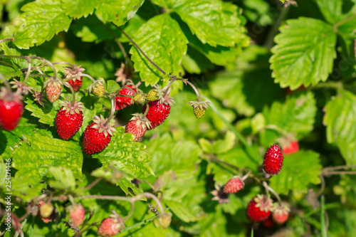 Strawberry plants in the garden in sunny day, agriculture concept