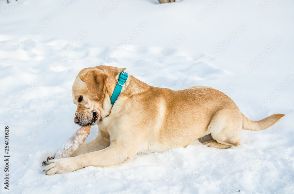 Labrador with a stick