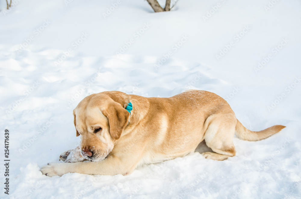 Labrador with a stick