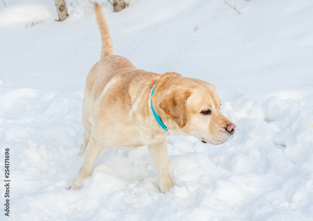 Labrador Retriever in the snow