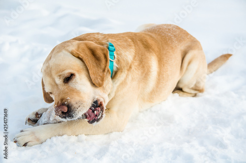 Labrador with a stick