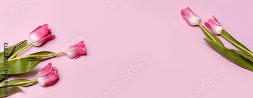 Wallpaper Mural Pink tulips flowers on pink background. Spring background for design. Women's day, Mother's day, Valentines Day card. Flat lay, top view Torontodigital.ca