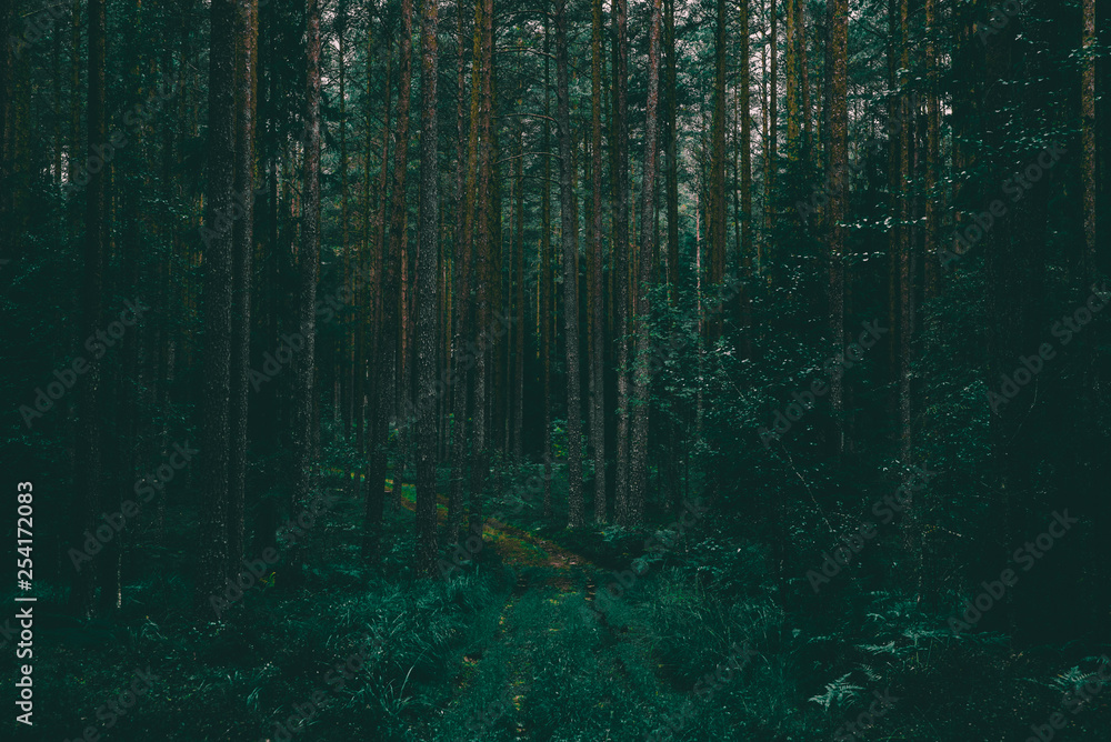 Obraz premium Deep forest