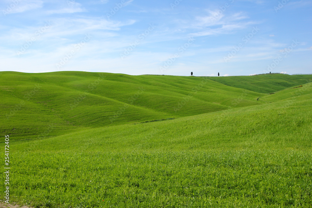 A green virgin spring field in Tuscany. 