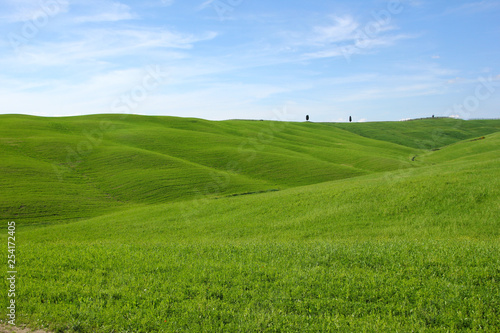 A green virgin spring field in Tuscany. 