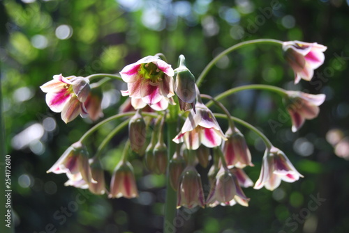 Sizilianischer Honiglauch (Allium siculum)
