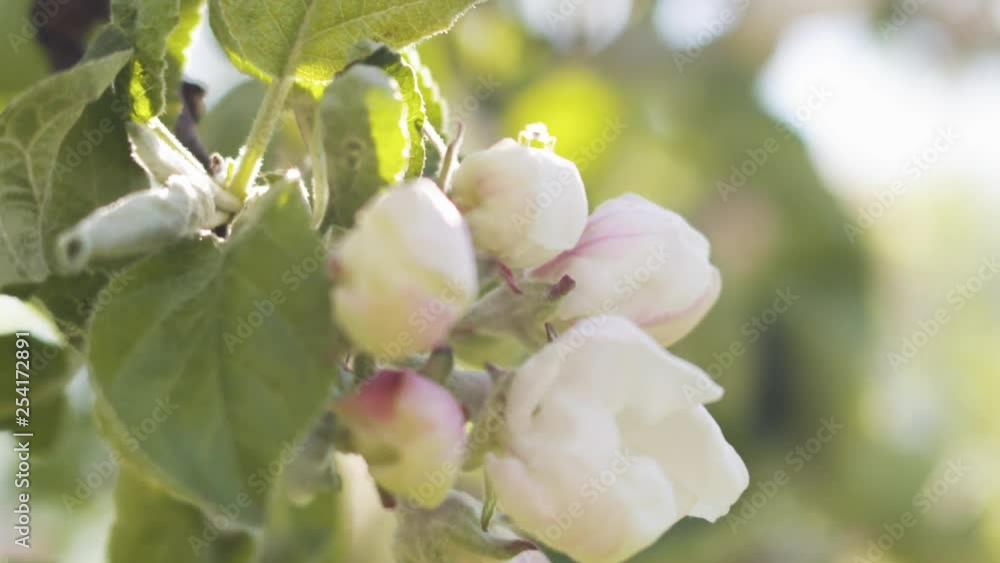 Slow motion handheld shot of of apple tree with pink flowers in a garden Slow motion handheld shot of of apple tree with pink flowers in a garden